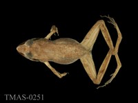 藏品(長腳赤蛙)的圖片